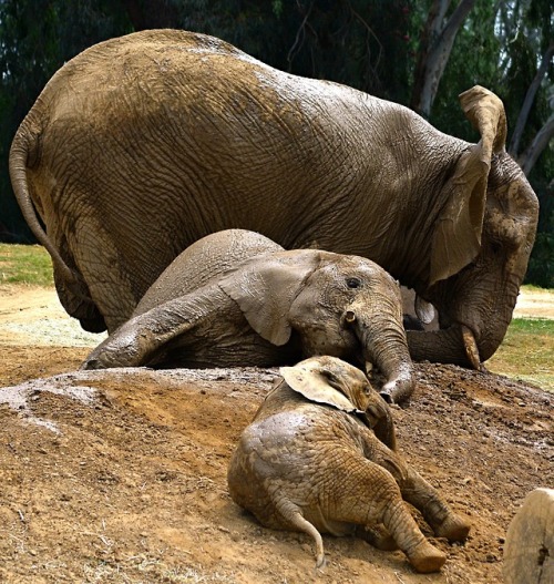 A muddy day for elephants. Photos by Keeper Evan