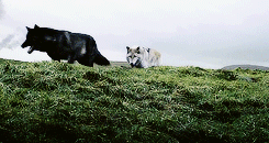 rubyredwisp:“And who is Summer?” Jojen prompted. “My direwolf.” Bran smiled.  “Prince of