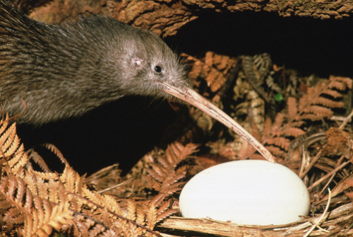 edge-of-existence-edge: The kiwi lays the largest eggs in proportion to its body size of all th