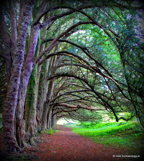 A tunnel of ancient yew trees at Huntington Castle, Co. Carlow, Ireland. The trees are thought to ha