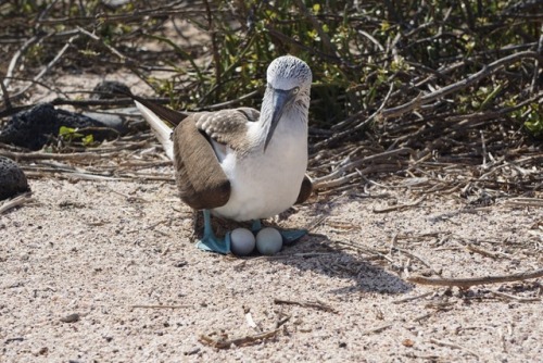 Galápagos Islands Part Two.There is an abundance of bird life on the islands, these photos represe