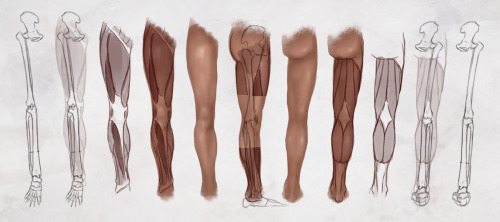 A spectacular fuck-ton of human leg references. Sourced by no15201: anatomy4sculptors.com/?me