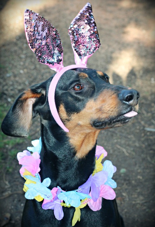 elkking:Getting ready for Easter with Goofy!! 
