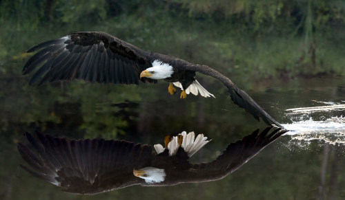 bitingthesun:one wing touching the water by Susan Newgewirtz