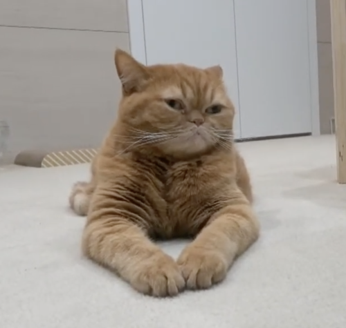 luv-cat: chairman stance.