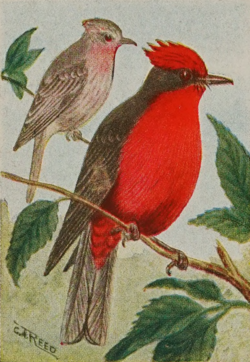 Vermilion Flycatcher. Bird Guide. 1926.Internet Archive
