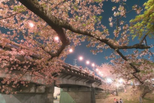 Cherry Blossom Festival <3 <3 <3cr: twitter