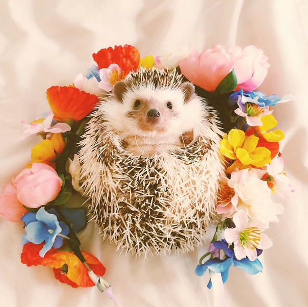 honeyykilos:  Happy hedgies