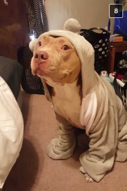 dirty-frank-dahmer:My roommate likes to dress my dog up while I’m at work.