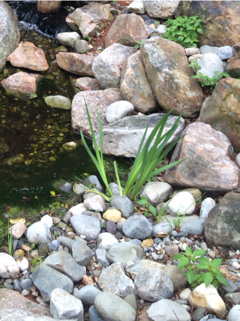 leafychild:   made a visit to the pond 