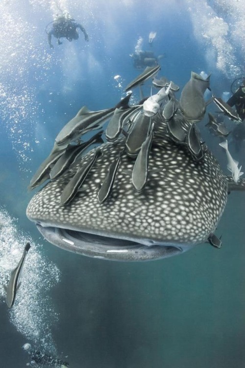 Porn expression-venusia:  Whale Shark Expression photos