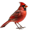 deepcollectionredbird