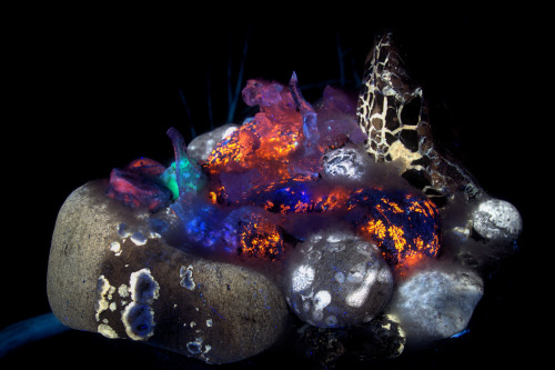 Fire and ice, treasures from the beach under UV light. Snow, ice, fossils, feldspar, septarian rocks