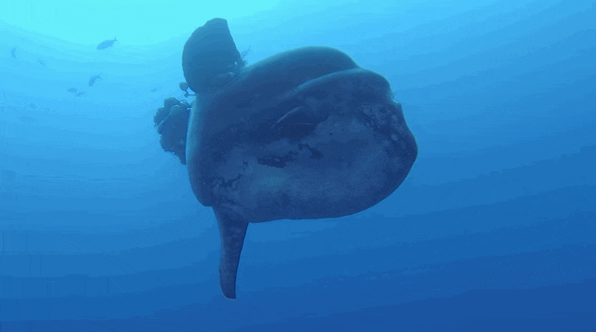 typhlonectes:Divers Stumble Upon The Biggest Fish They’ve Ever Seen (an Ocean Sunfish)by Anna Swartz