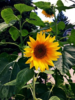 tosee-saree:  Sunflowers in my garden 