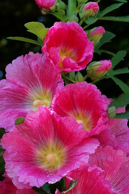 Hollyhocks. 