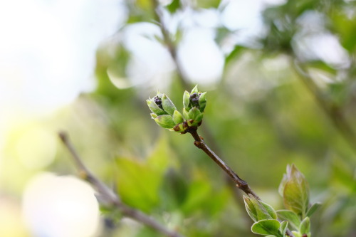 Syringa vulgaris.