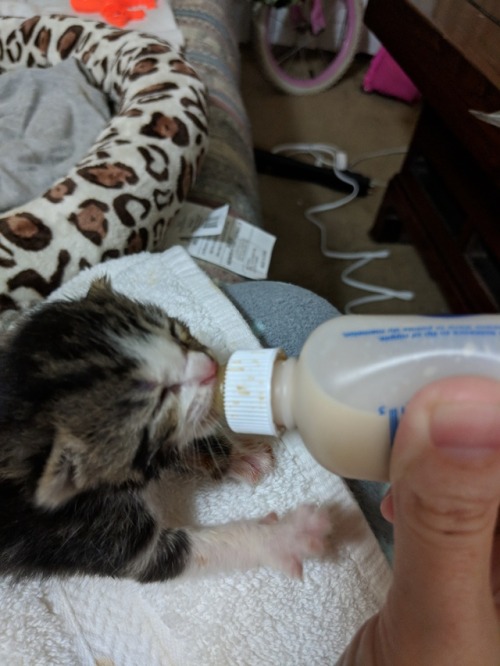 the-rain-on-your-dandelions: I did a stupid thing yesterday. A pregnant cat got trapped in an empty 