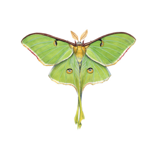 Luna Moth Stickers! They&rsquo;re back in stock in my Etsy shop, this time with a clear border.  Pri