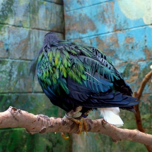 Nicobar Pigeon.