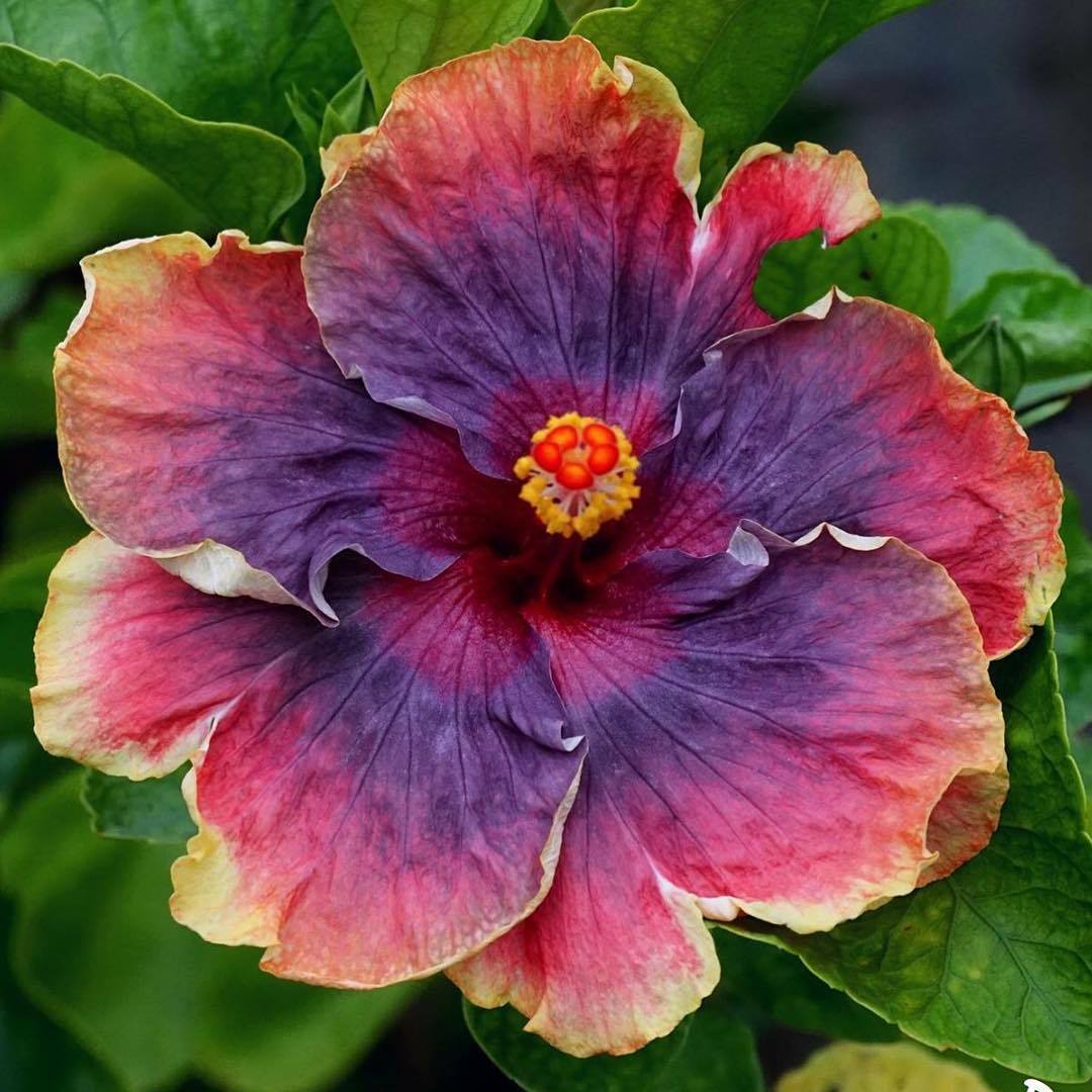 floralls:  Tropical Hibiscus II via  tezulaplants   