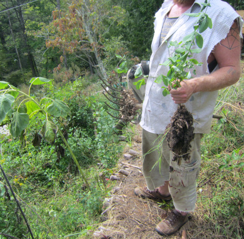 September 2015 - Plant FriendsWe had a visitor! B showed up, so of course V is loading him down with