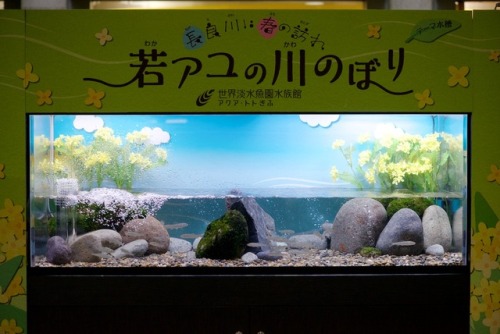 テーマ水槽『長良川に春の訪れ 若アユの川のぼり』アユ Plecoglossus altivelis altivelisアクア・トトぎふ 1F テーマ水槽（2018.3-4）