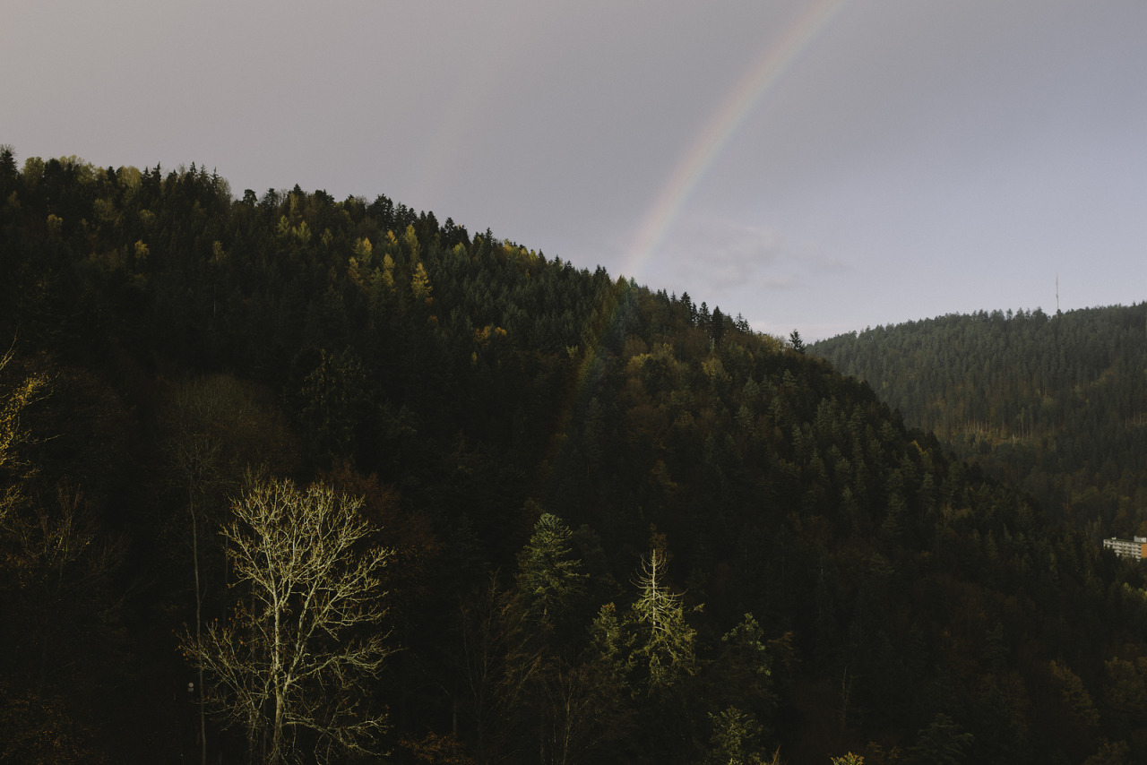 atraversso:  Sun, Trees and Love  by Daniel Fuchs 