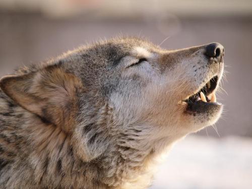 llbwwb:  (via The Wolf Howls. by Gregory Chernov - Pixdaus)