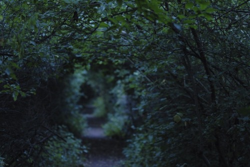 buron: Moseley Bog Between Seasons (v) ©sydburon - September ‘15