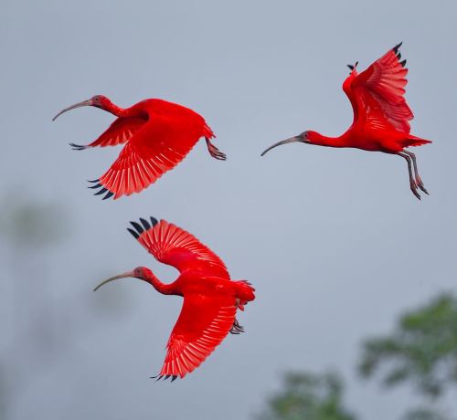 Scarlet Ibis(Eudocimus Ruber), Family Threskiornithidae, Order Pelicaniformes, Northern Brazil