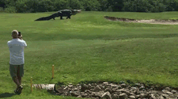 sizvideos:  Giant alligator walks across Florida golf course - Full video 