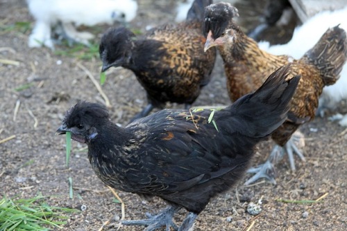 t-vr2:I forgot about all of these chicken photos. We bought “purebred silkie” eggs, and half of them