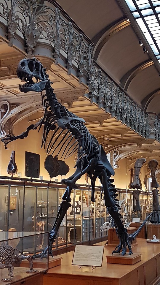 Allosaurus Skeleton - Displayed At The Musum National DHistoire Naturelle, Paris.This Is Actually A Cast