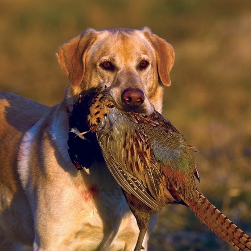 huntingdogbreeds: “Junior,” Jon Lee’s Labrador Retriever