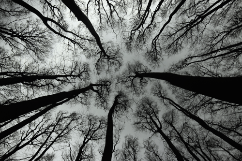 nubbsgalore:barren trees revealing fractal patterns in the forest canopy. photos by (click pic) albe