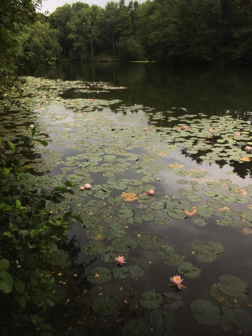 ironmist:.the lilies grow deeper than you think.