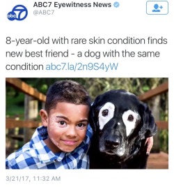 ruinedchildhood:    Meet 12-year-old Rowdy a black Lab and Carter a 9-year-old boy both who currently are living with vitiligo. Between the two a connection had been made. Carter discovered Rowdy online and read about how Rowdy had suddenly developed