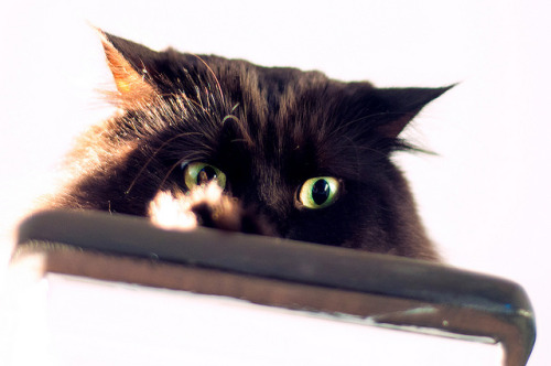 convexly: Comical Eli by flossyflotsam on Flickr.