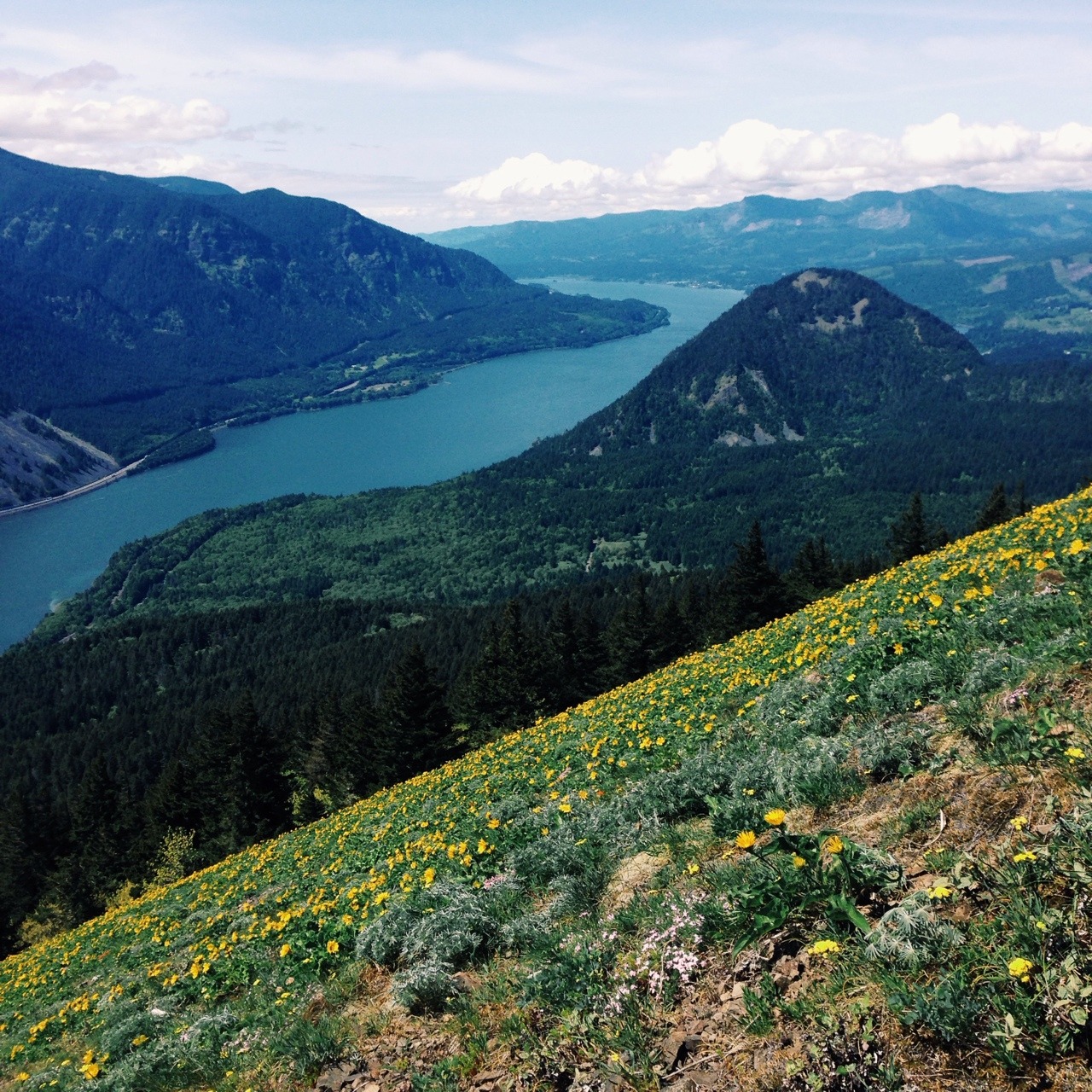 wendesgray:  Dog Mountain wildflowers 