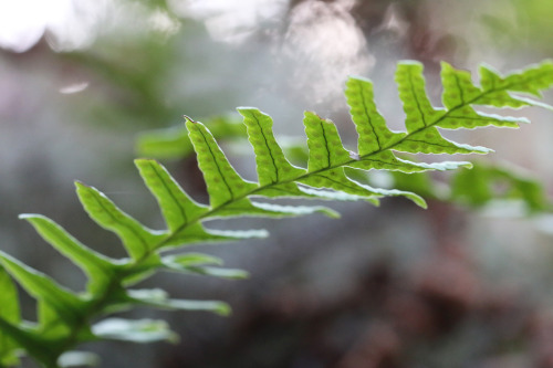 Polypodium vulgare, the common polypody / stensöta.