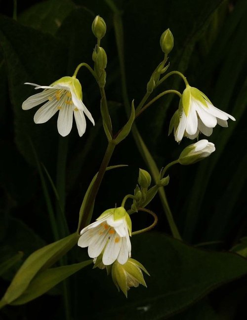 pagewoman:Greater Stitchwort by Clive Bews