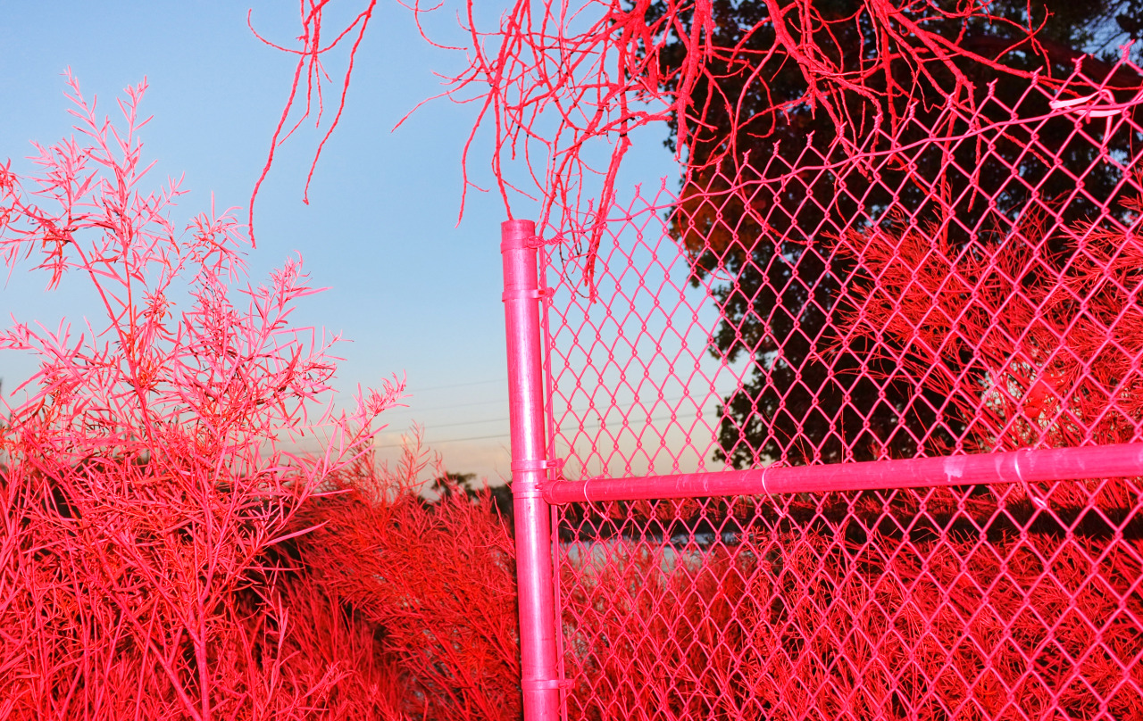 anticrap:  desert forest 