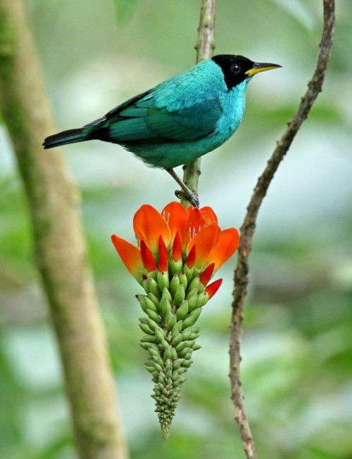 birds-and-flowers:Green Honeycreeper (Chlorophanes spiza) © Roger Ahlman