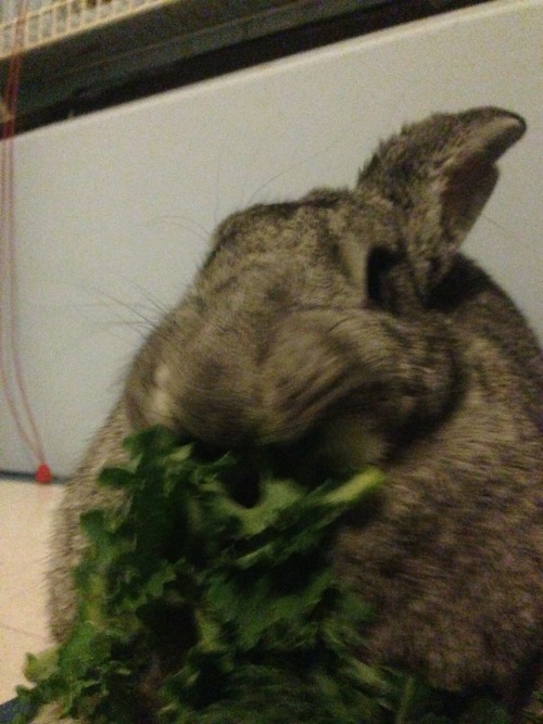 snarfle snarfle munch mmunch munch