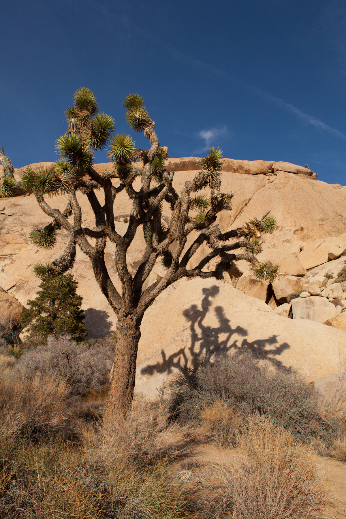 This is what a Joshua Tree looks like, if you’ve not seen them. They grow 1 inch per year.