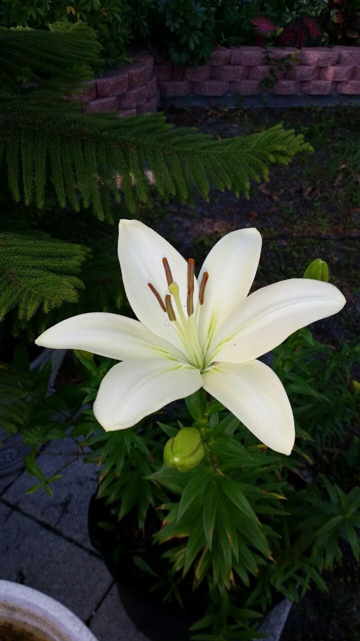 Lilies blooming in my front yard!  ❤️ ❤️ ❤️ Please ignore the dirty