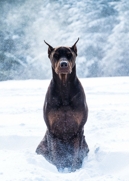 blazepress:  This dog is about to drop the darkest mixtape of 2015.