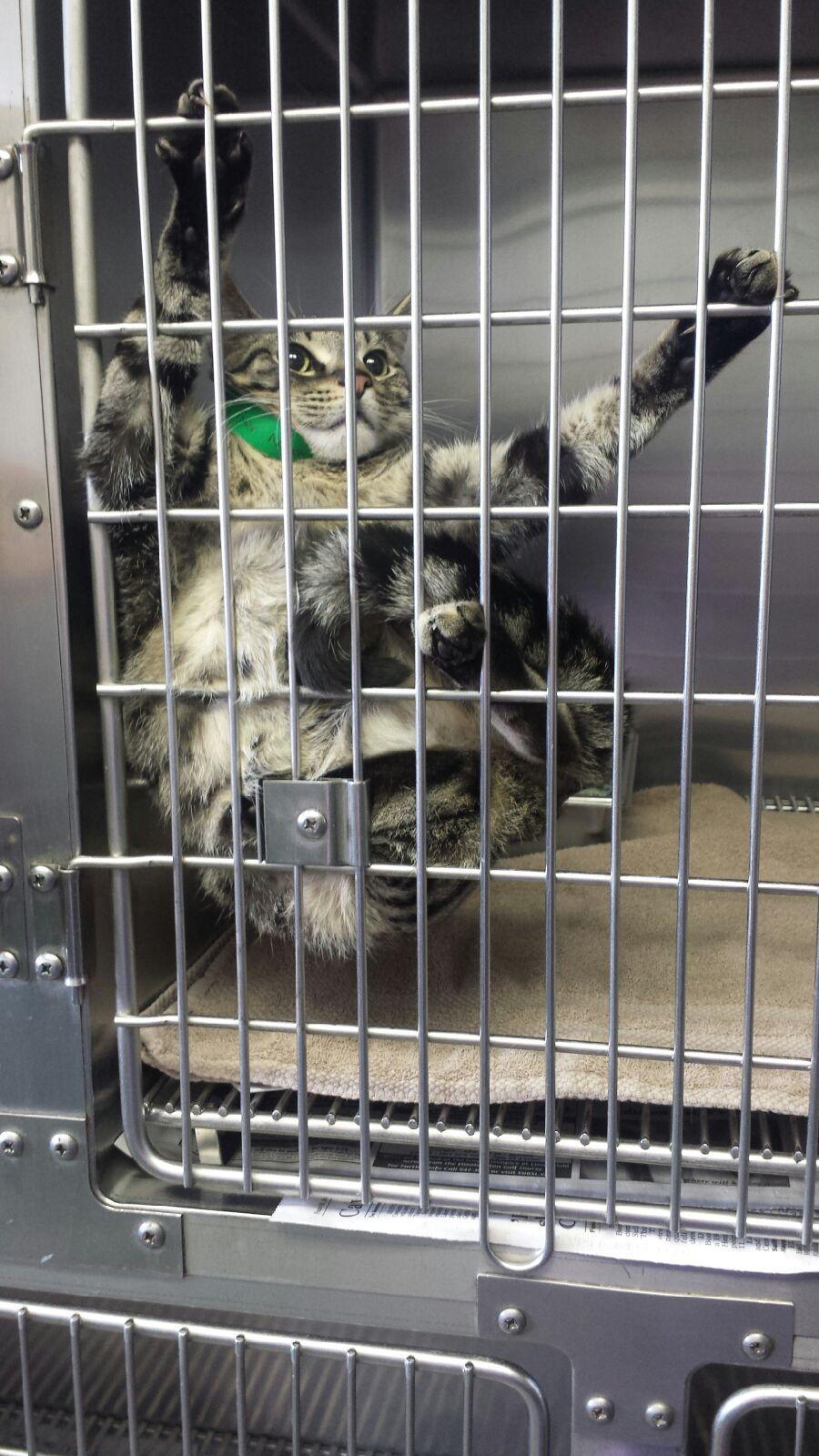 lilyliqueur:  kkkkai:  lunapics:  awwww-cute:  Wife is a vet— her patient is a