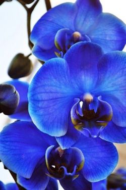 flowersgardenlove:  Blue Orchids Beautiful gorgeous pretty flowers 
